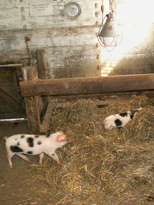 piglets