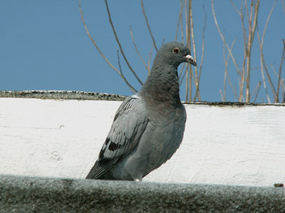 pigeon