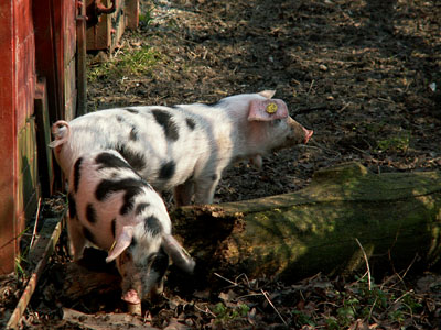 piglets