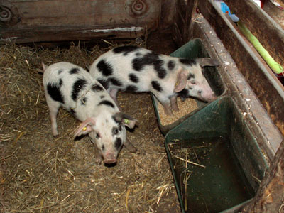 piglets1