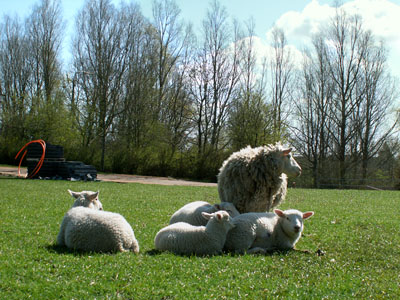 lambs