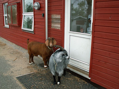 goats door