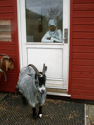 goats door