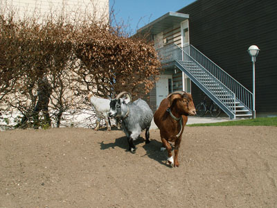 goats wandering