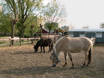 horses