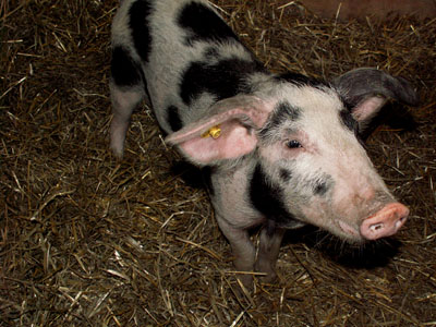 piglet