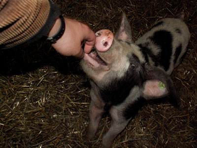piglet