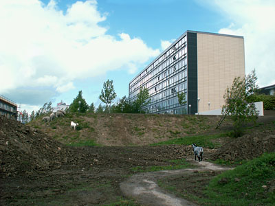 vaniljemadssheep
