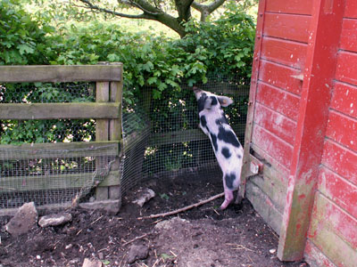 piglet