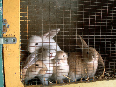 bunnies