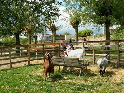 goats and me