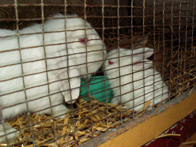 albino bunnies