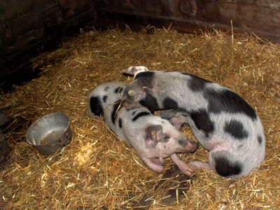 piglets