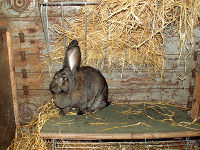 giant belgian bunny