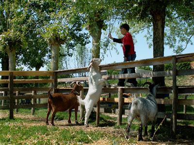 boys and goats