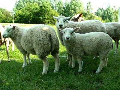 lambs