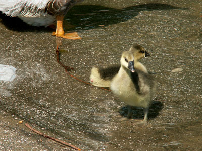 watergeese