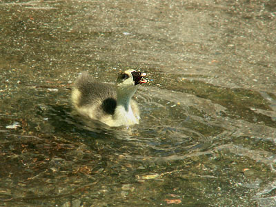 watergeese