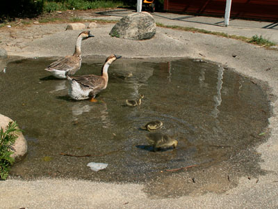 watergeese