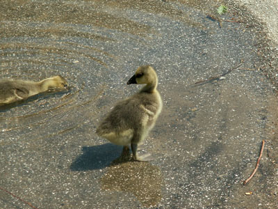 watergeese