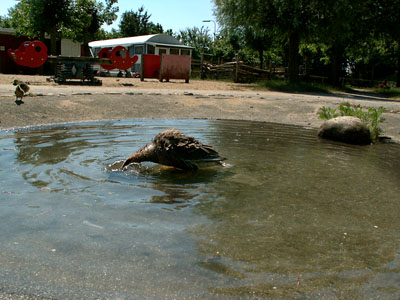 watergeese