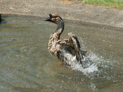 watergeese