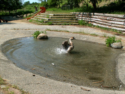 watergeese