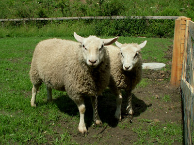 lambs