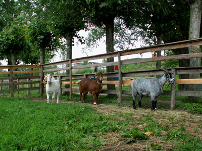 goats in the rain