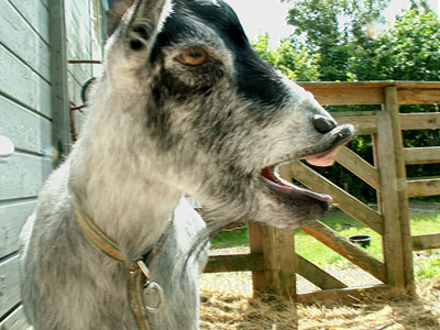 goat yawn