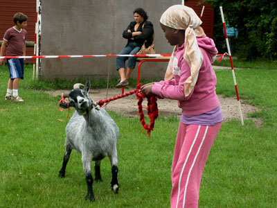 animalshow