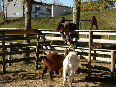 boy goats