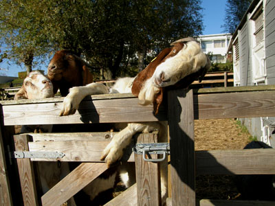 buckfence