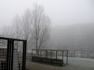 frost