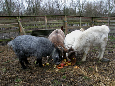 goatsapples