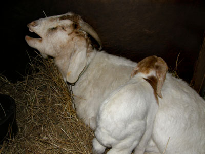 goat yawn