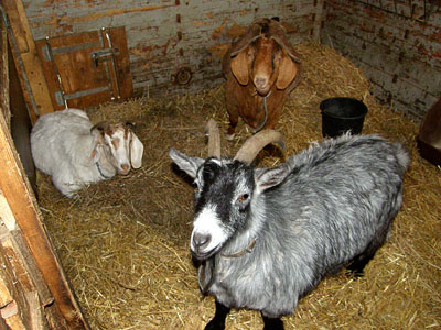 goatsinside