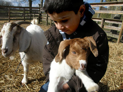 goat kids