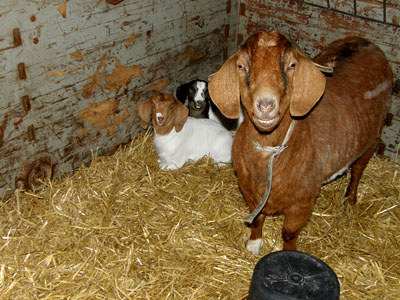 goat kids