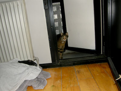 cat