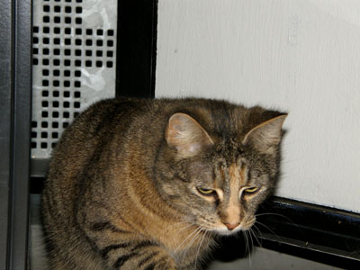 cat