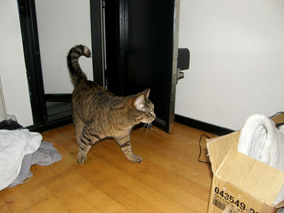 cat