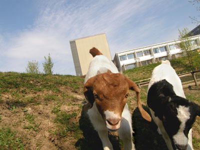 goats