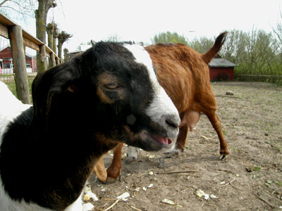 goats
