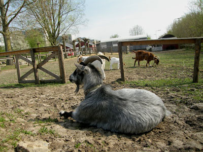 goats