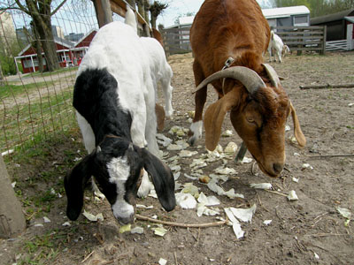 goats