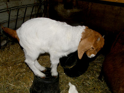goats