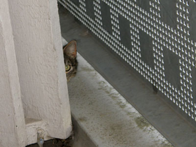 cat