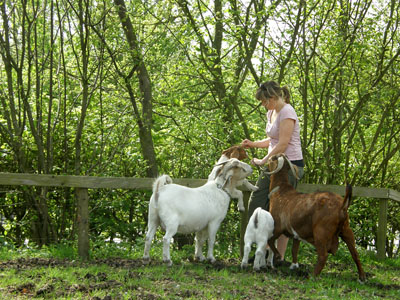 margitgoats