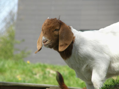 choko